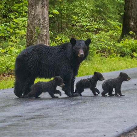 סביירוויל Papa Bear, Hot Tub, Wifi, 1089 Free Tickets Each Paid Day, Dollywood And More מראה חיצוני תמונה
